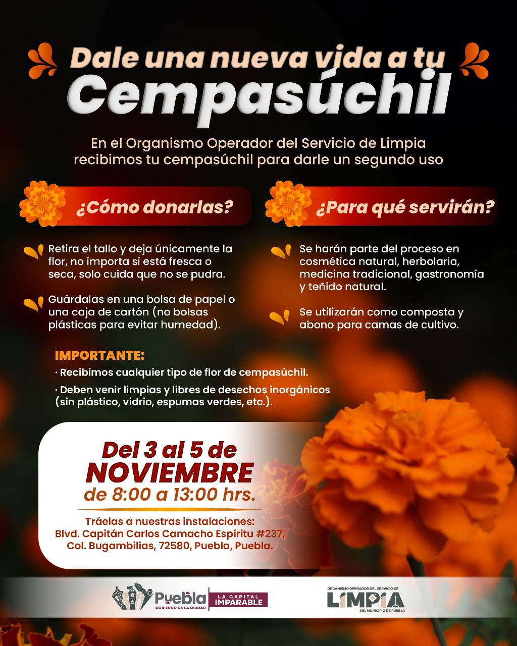 Abre Gobierno de la Ciudad centro de acopio para aprovechamiento de flor de cempasúchil