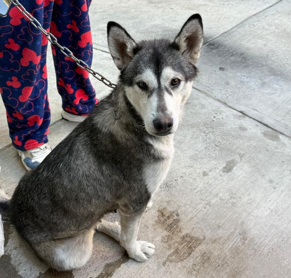 Gobierno de la Ciudad fortalece acciones de cuidado animal